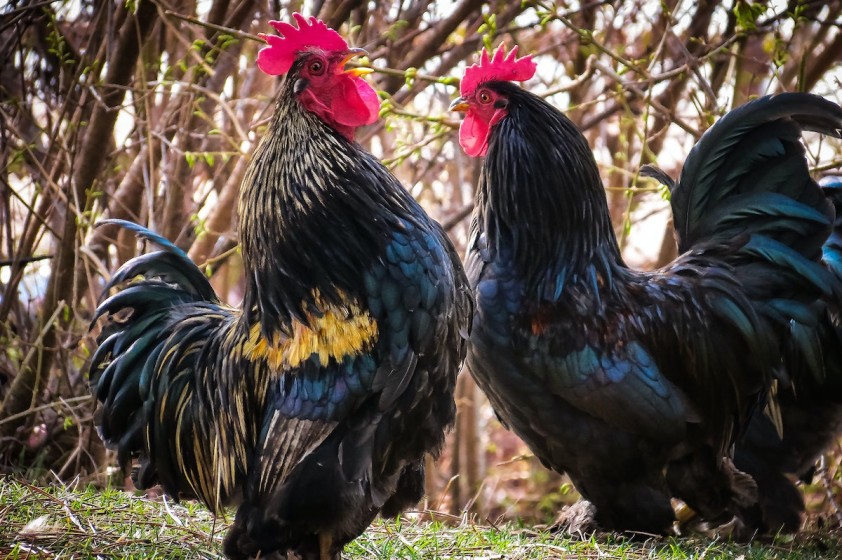 How To Raise a Fighting Rooster Cockfighting Bets