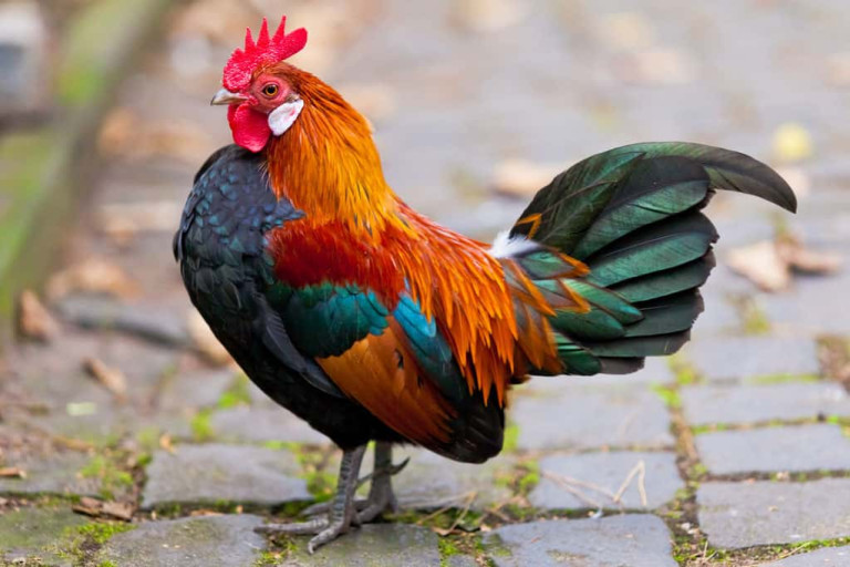 What Breed of Roosters are Used in Cockfighting? Cockfighting Bets
