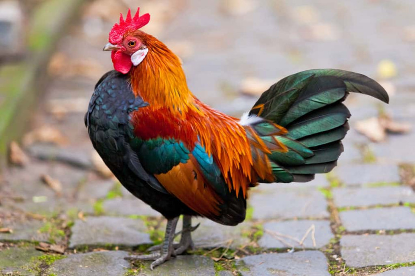 what-breed-of-roosters-are-used-in-cockfighting-cockfighting-bets