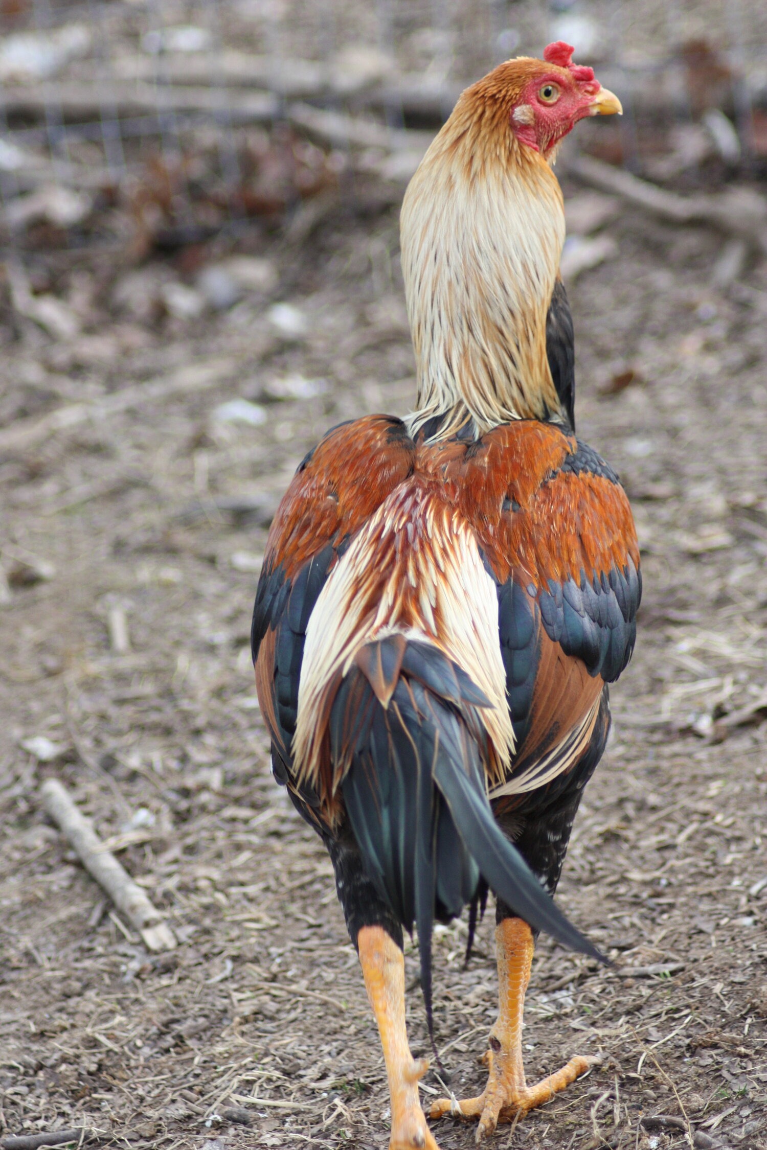 Fighting Rooster Types - 42xskjm