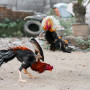 Authorities Uncover 36 Dead Roosters in Alleged Cockfighting Ring at Hopkins Township Property