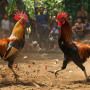 5 Notable Cockfighting Arenas Around the World